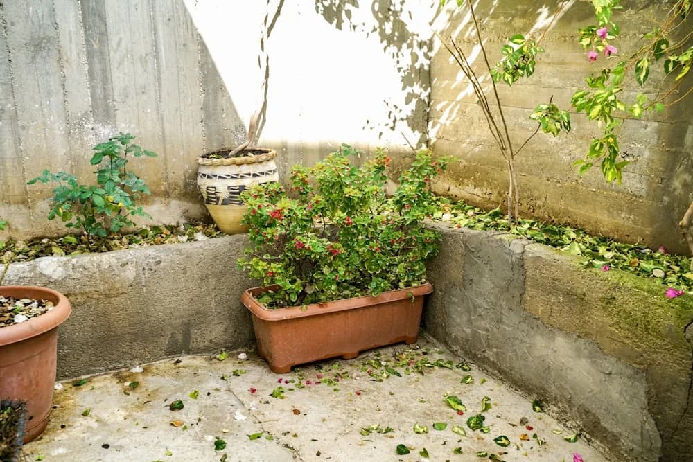 Concrete patio in a flat backyard with potted plants