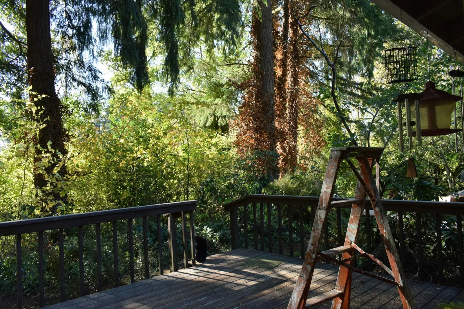A finished wooden deck bordered by green foliage, its boards laid in continuous runs