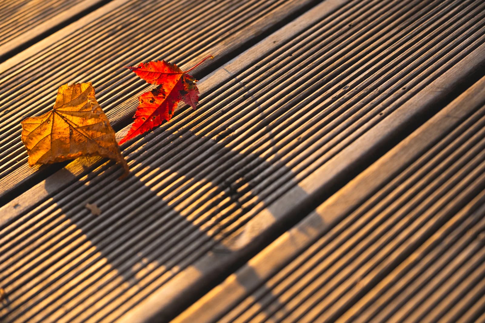 Fallen autumn leaves resting on the weathered boards of a wooden deck